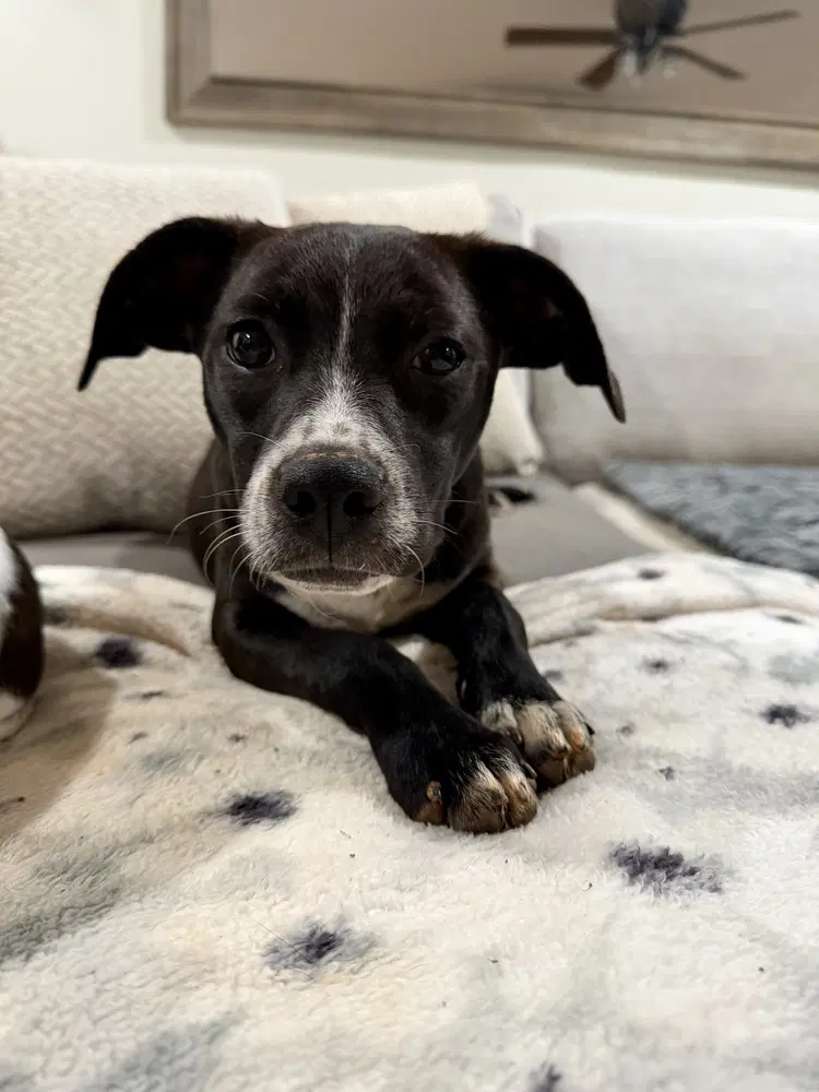 Pip - Terrier