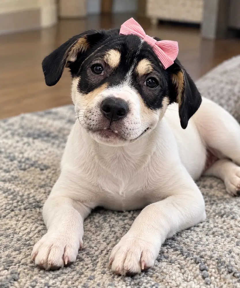 Jolene - Labrador Retriever