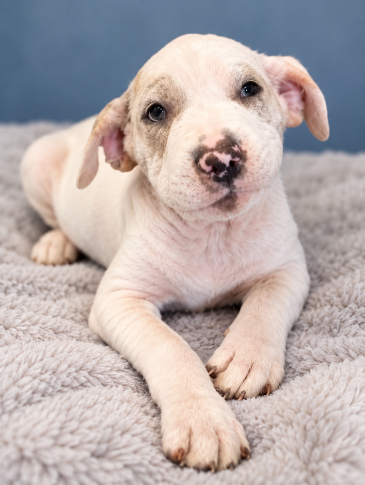 Journey, Labrador Retriever