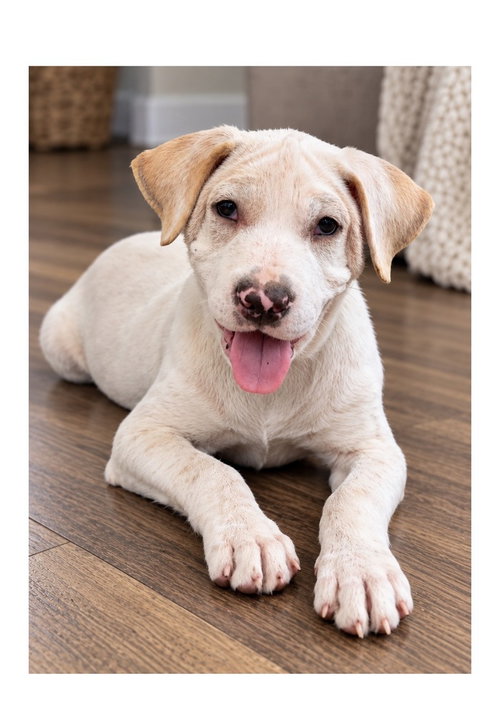 Journey, a dog for adoption from Piedmont Animal Rescue