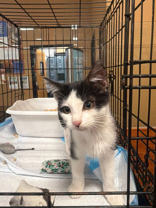 Stella (B), a cat for adoption from Piedmont Animal Rescue