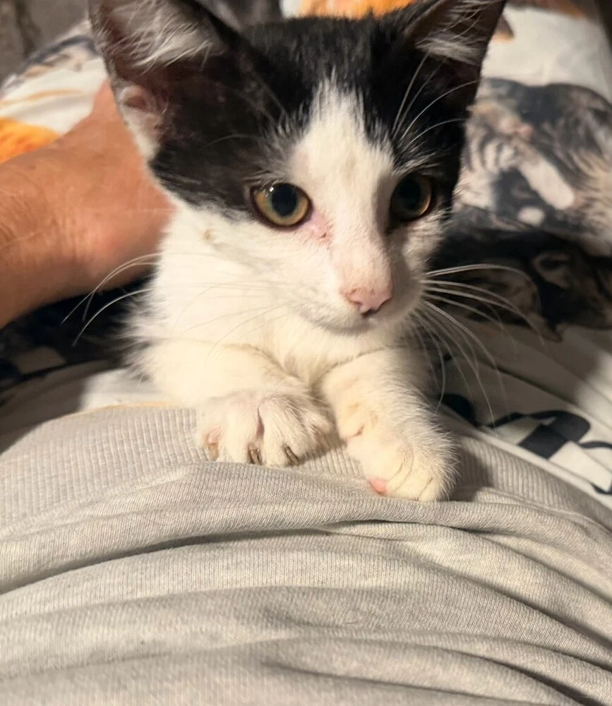 Stella B