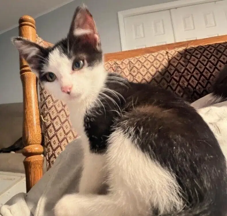 Stella B image 2