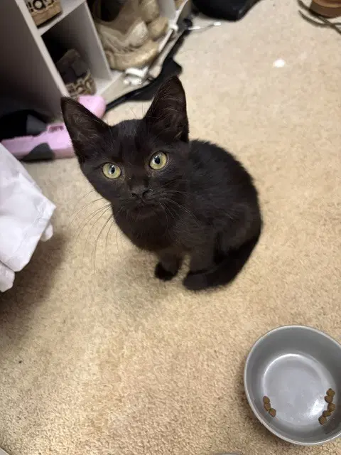 Splat - Domestic Short Hair