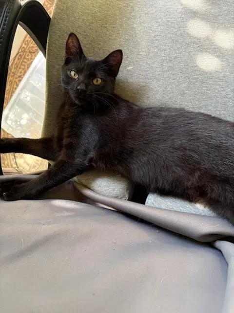 Splat - Domestic Short Hair
