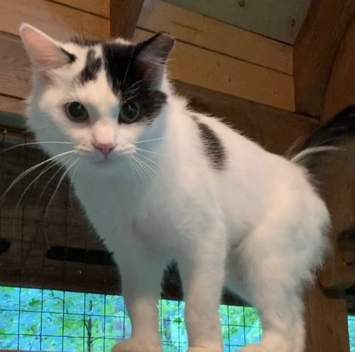 Main, a female kitten up for adoption