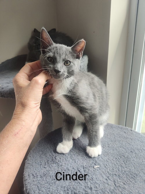 Cinder, a cat for adoption from Piedmont Animal Rescue