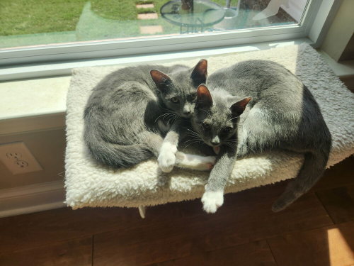 Photo 3 of Cinder