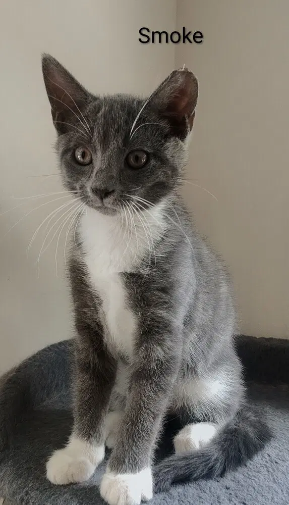 Smoke - Domestic Short Hair