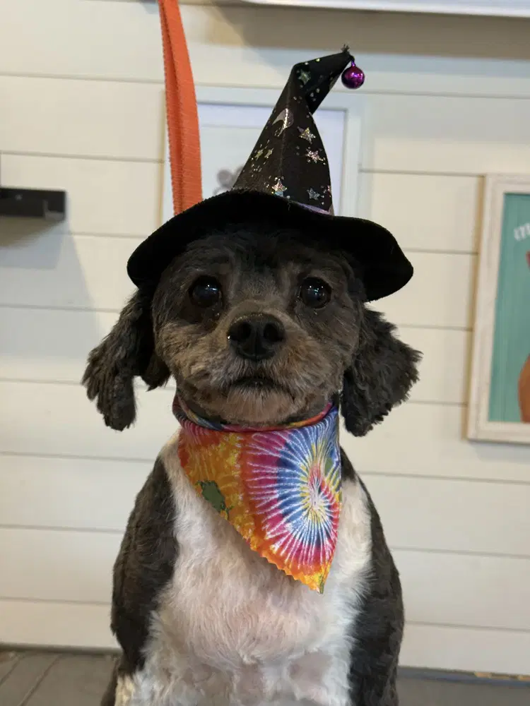 Piper - Poodle (Miniature)