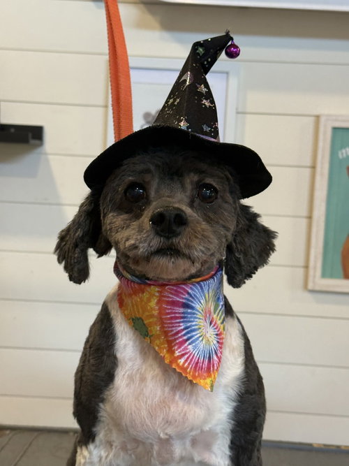 Piper, a dog for adoption from Piedmont Animal Rescue