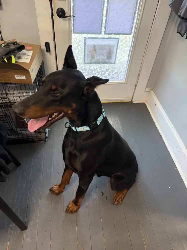 Keiser - Doberman Pinscher