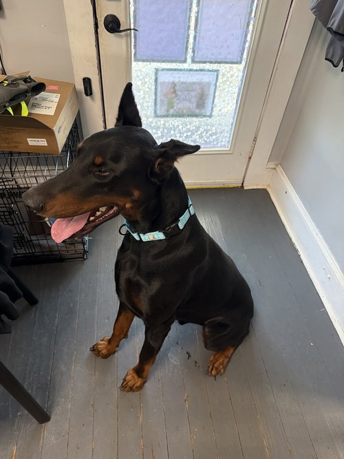 Keiser, a dog for adoption from Piedmont Animal Rescue