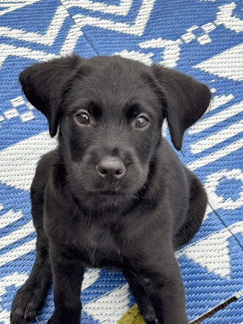 Amara, a dog for adoption from Piedmont Animal Rescue