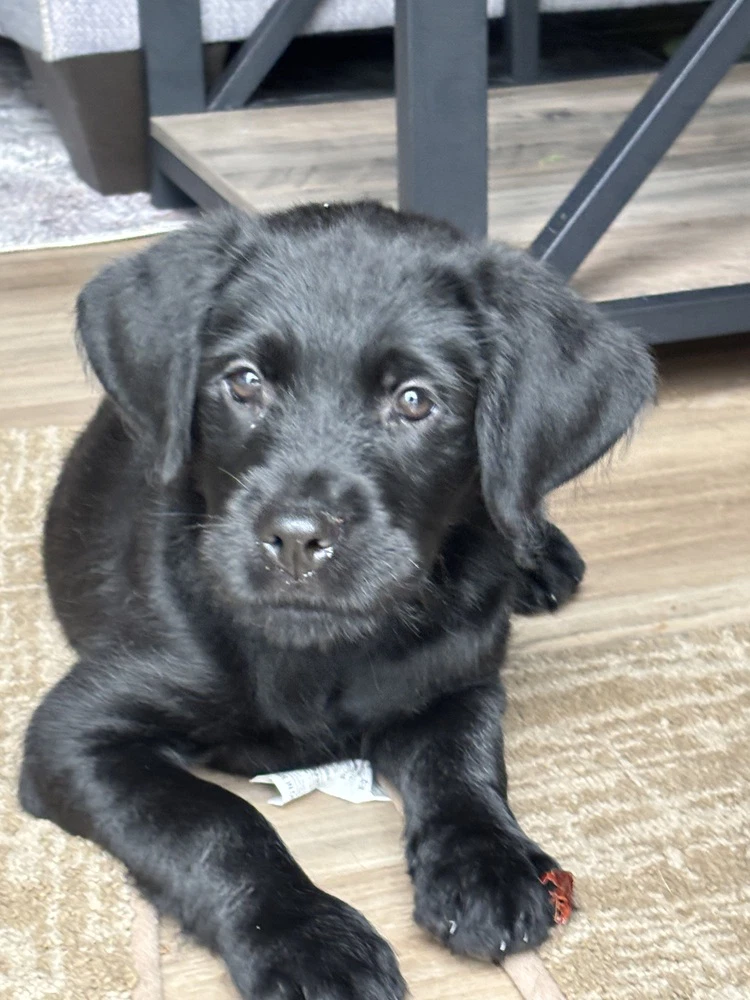 Amara