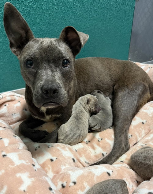 Belle, a dog for adoption from Piedmont Animal Rescue