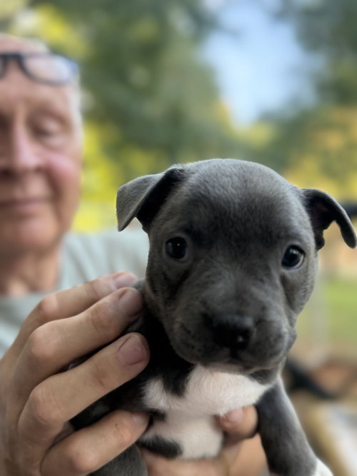 Angelique, a dog for adoption from Piedmont Animal Rescue