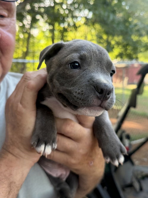 Gaston, a dog for adoption from Piedmont Animal Rescue