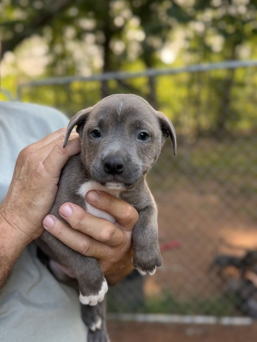 Lumiere, a dog for adoption from Piedmont Animal Rescue