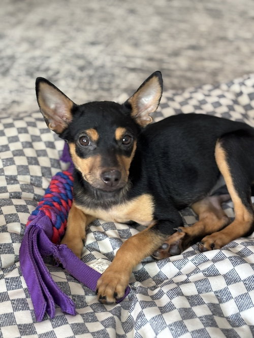 Chicken Nugget, a dog for adoption from Piedmont Animal Rescue