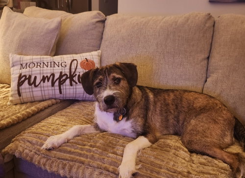 Whiskers, a dog for adoption from Piedmont Animal Rescue