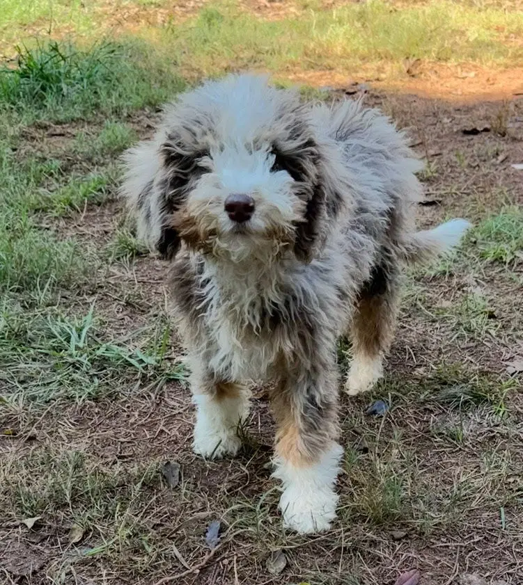 Adelaide - Poodle (unknown type)