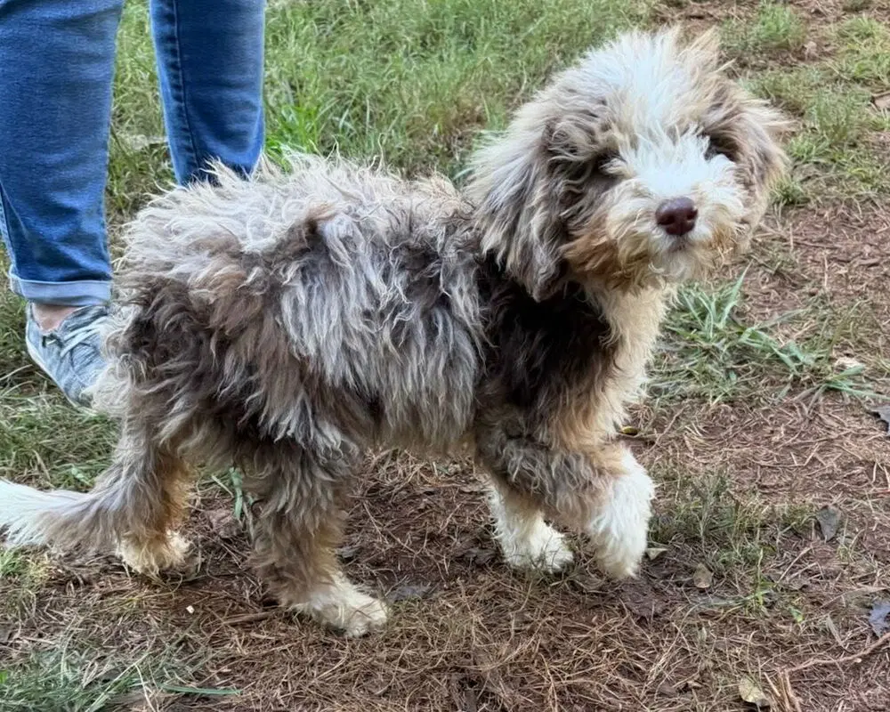 Banjo - Poodle (unknown type)