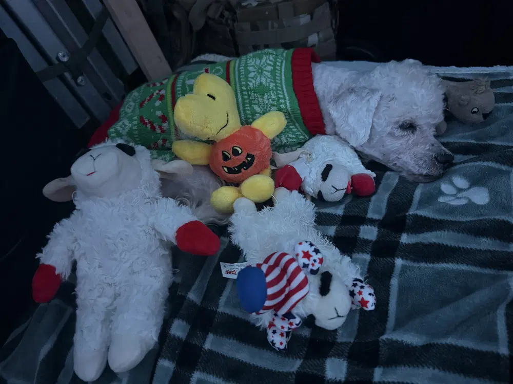 Otis image 4