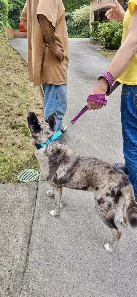 Luna - Catahoula Leopard Dog