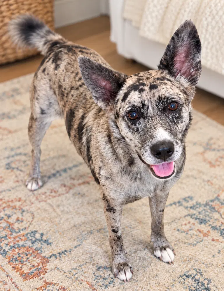 Luna - Catahoula Leopard Dog