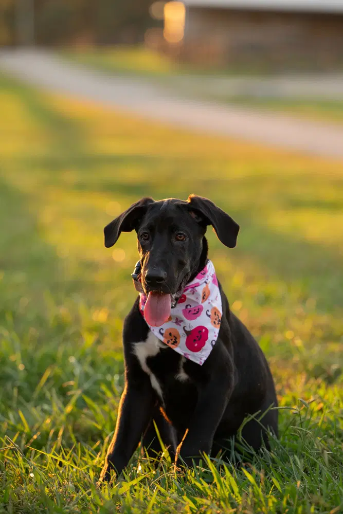 Winnie - Great Dane