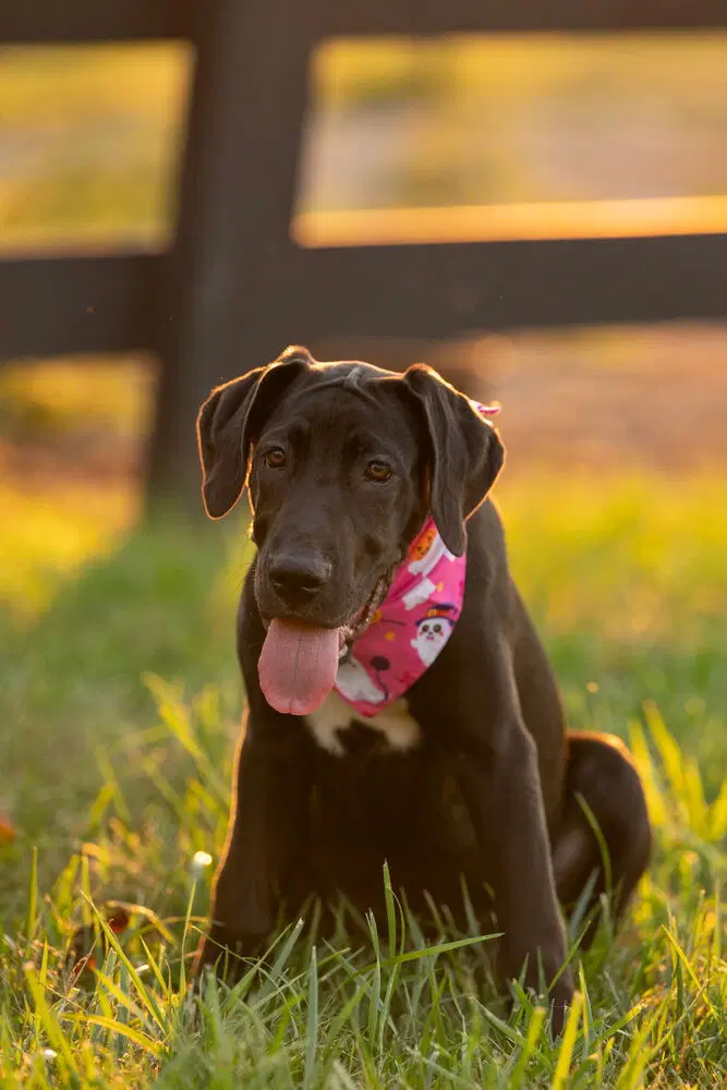 Zelda - Great Dane
