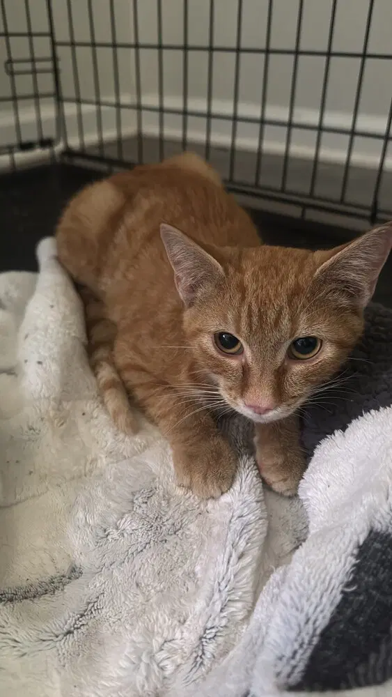 Julius - Domestic Medium Hair