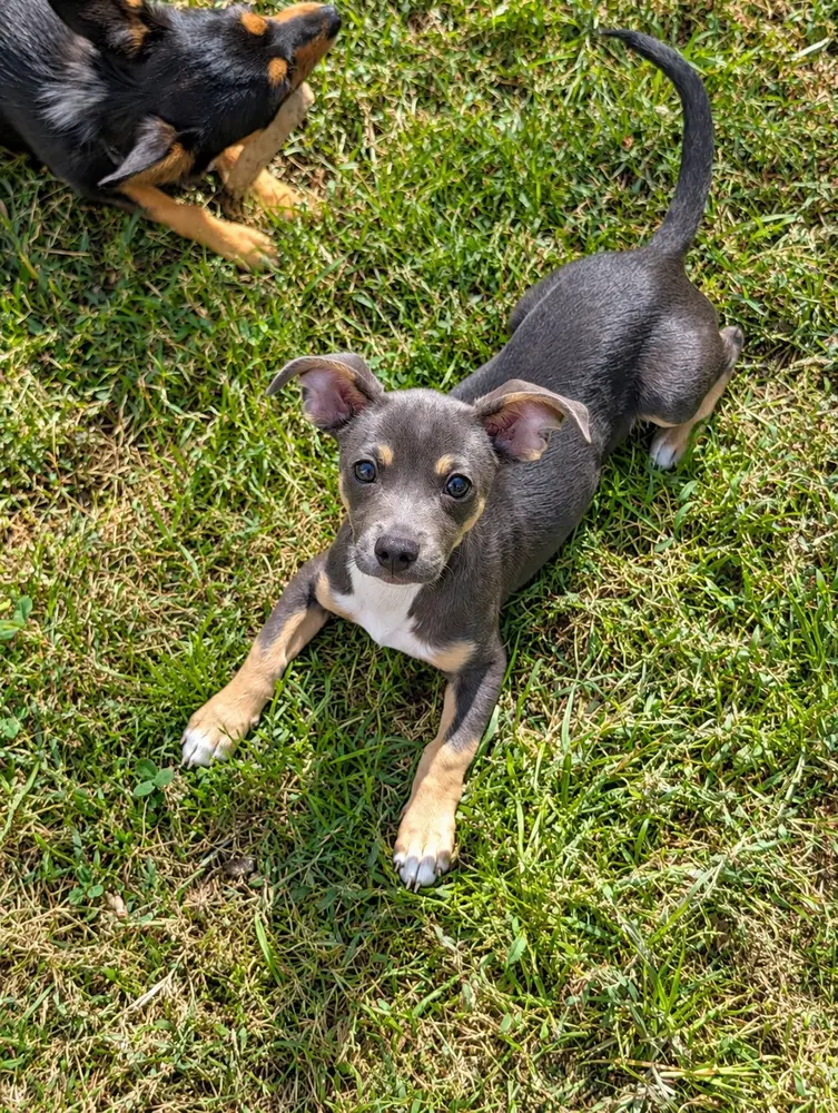 Stu - Chihuahua
