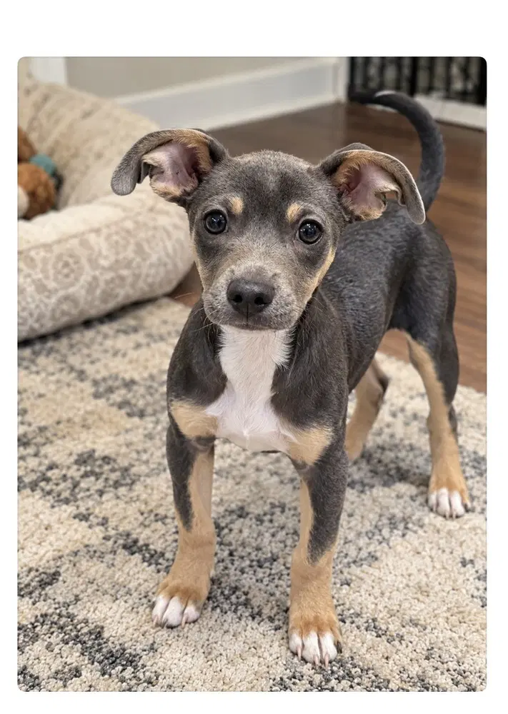 Stu - Chihuahua