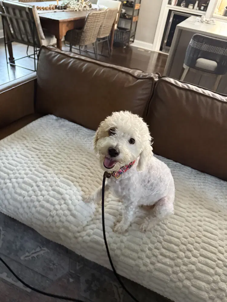 Lucy image 2
