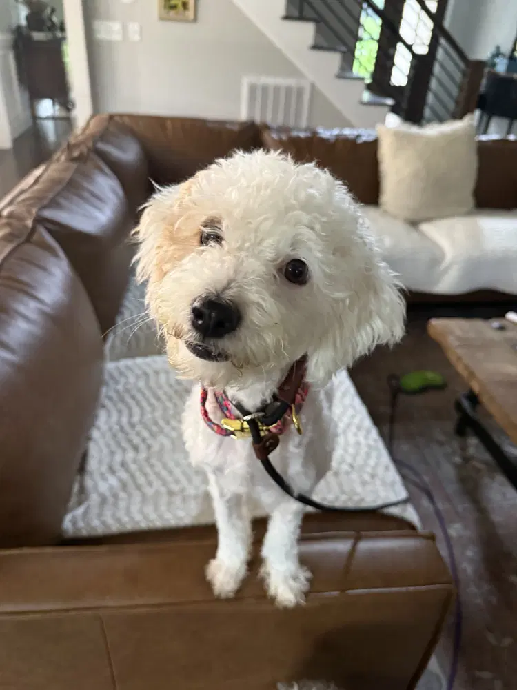 Lucy image 3