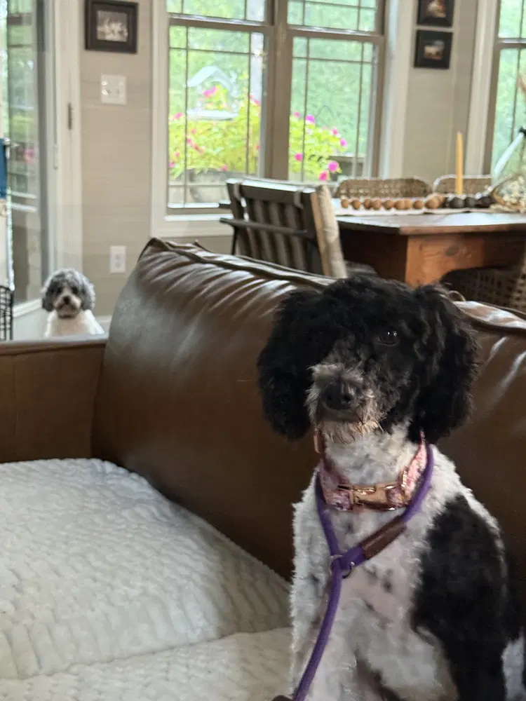 Lulu - Poodle (Miniature)