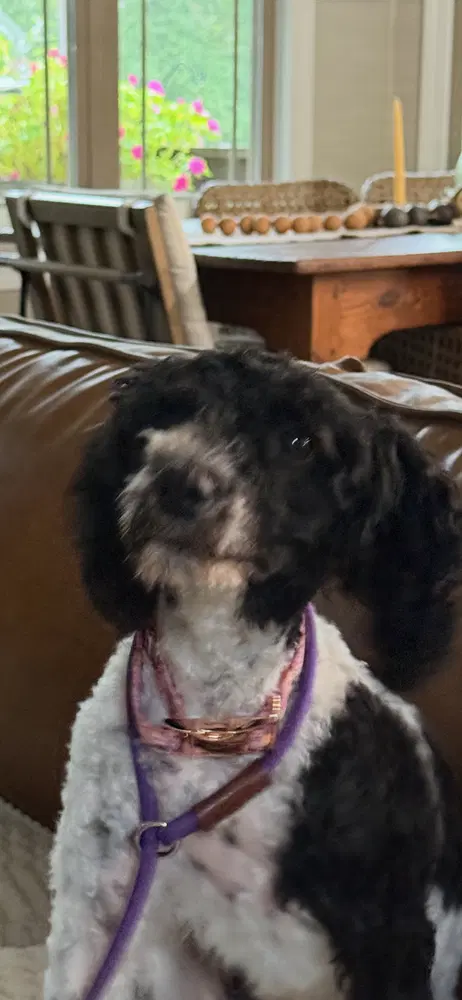 Lulu image 2