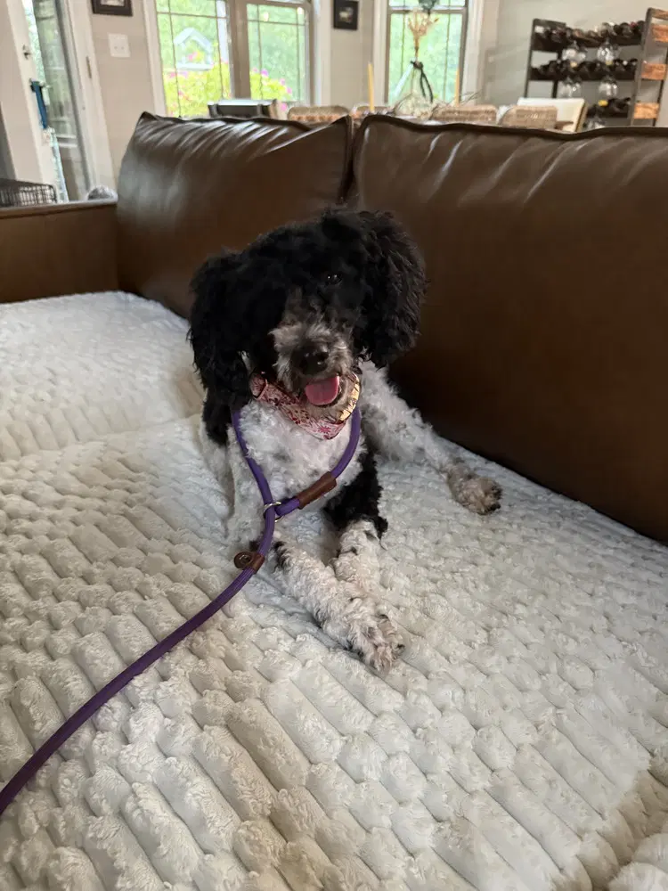 Lulu image 3