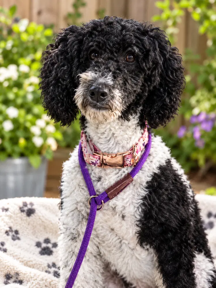 Lulu - Poodle (Miniature)