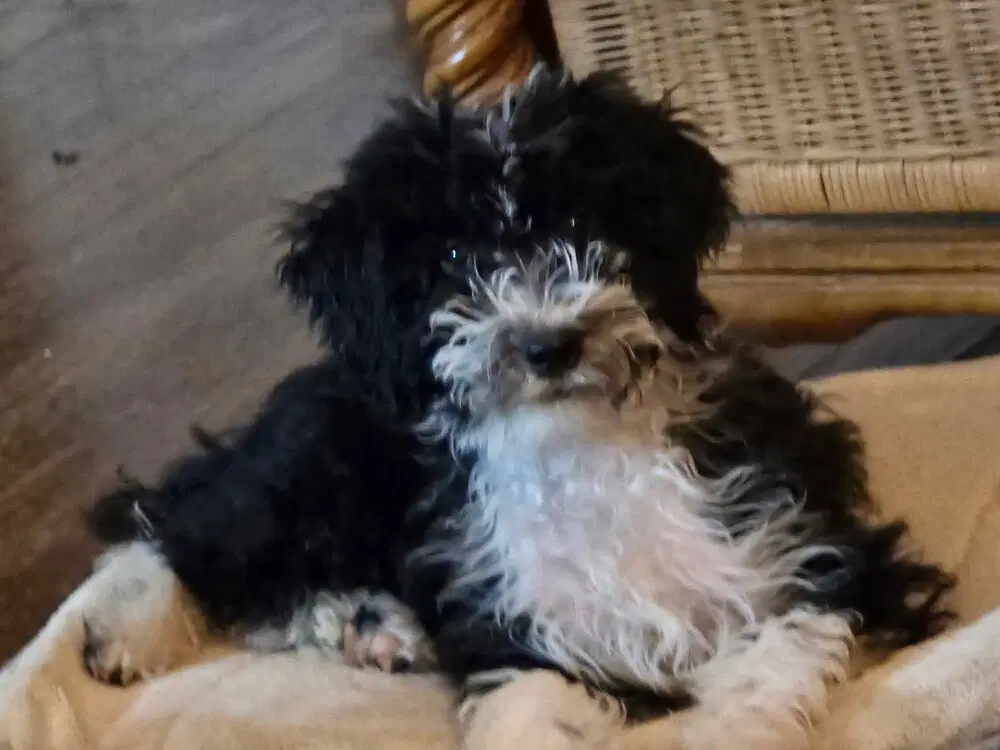 Skipper image 3