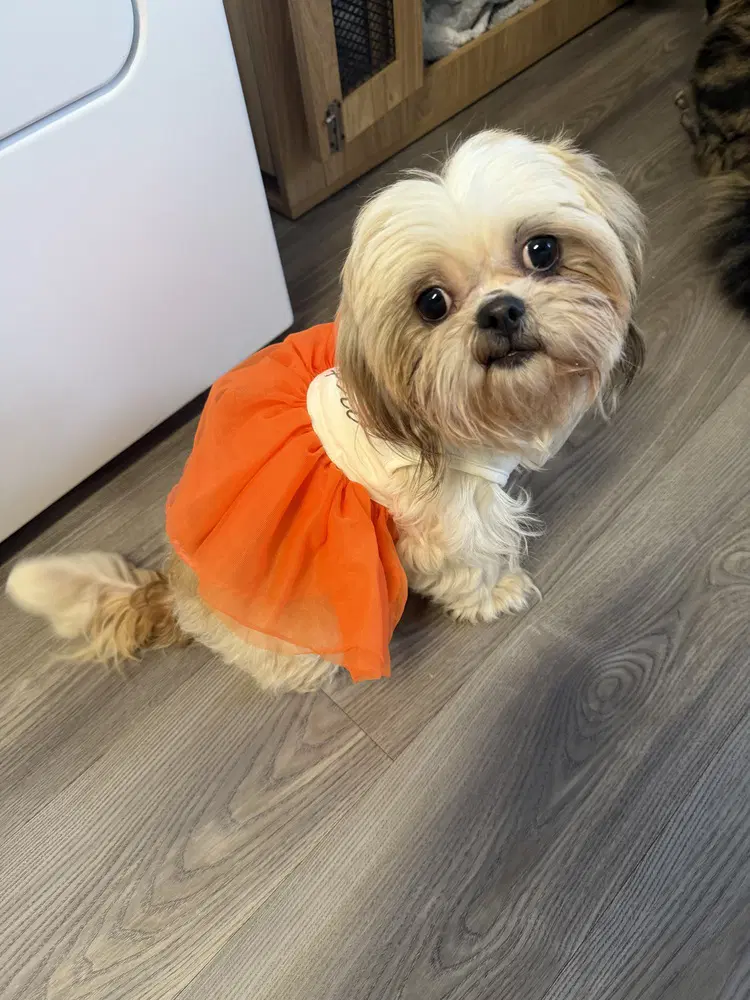 Shauna - Shih Tzu