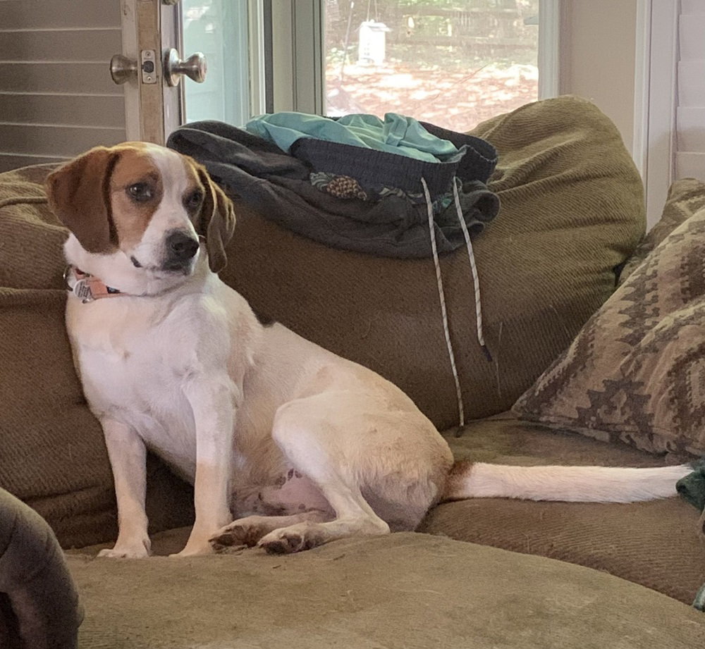 Cooper, photo 3