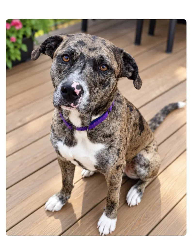 Bark Twain - Catahoula Leopard Dog