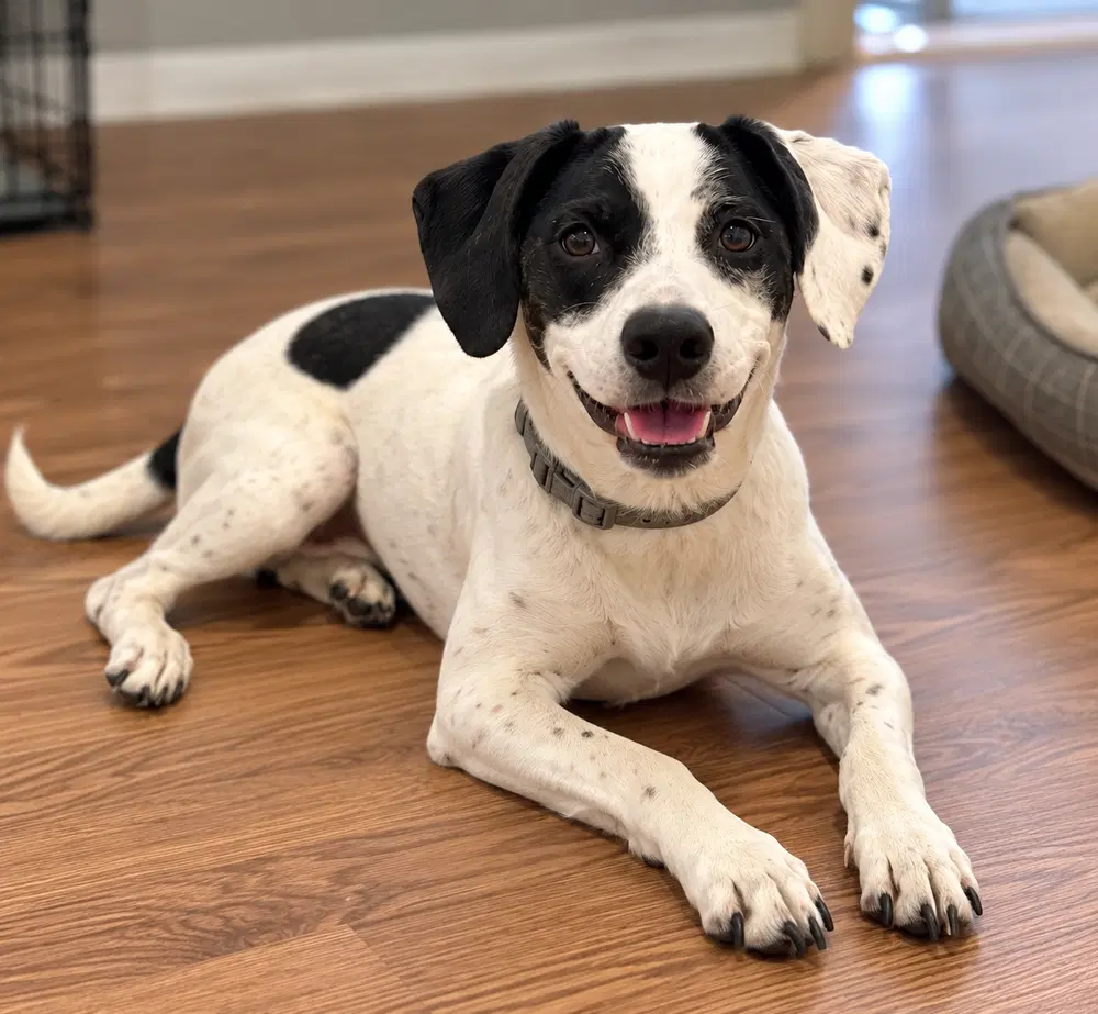 Maranda - Terrier