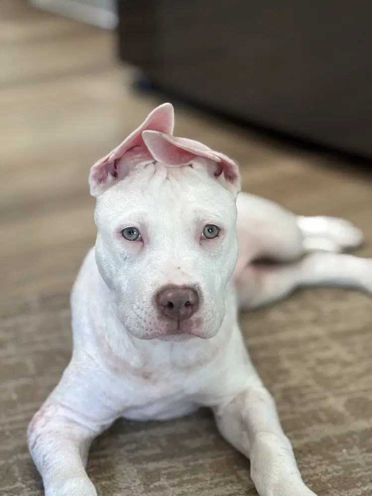 Nova - American Pit Bull Terrier