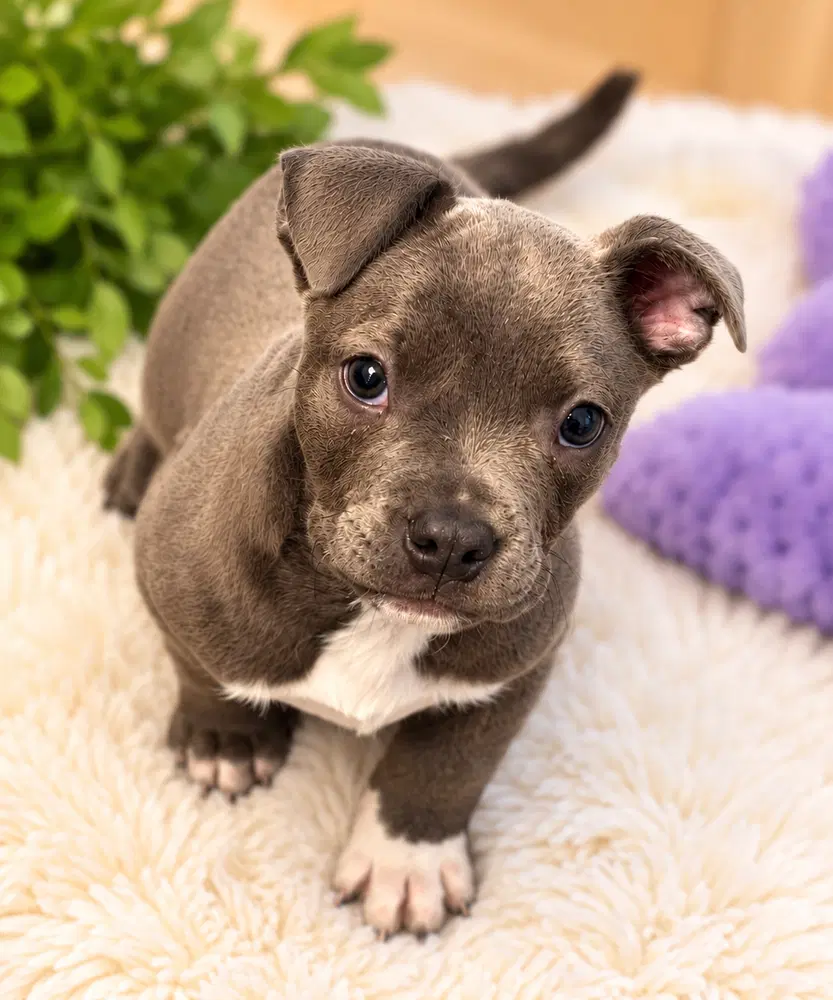 Angelique - French Bulldog