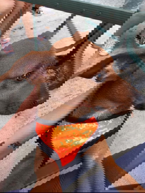 Scrappy