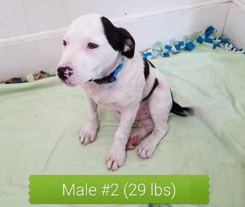 Male 2-Chevy